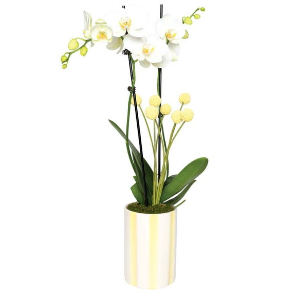 From You Flowers - Whimsical White & Yellow Orchid for Birthday, Anniversary, Get Well, Congratulations, Thank You, All Occasions