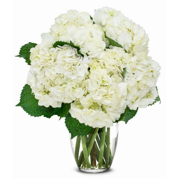 From You Flowers - White Hydrangea Bouquet for Birthday, Anniversary, Get Well, Congratulations, Thank You, All Occasions