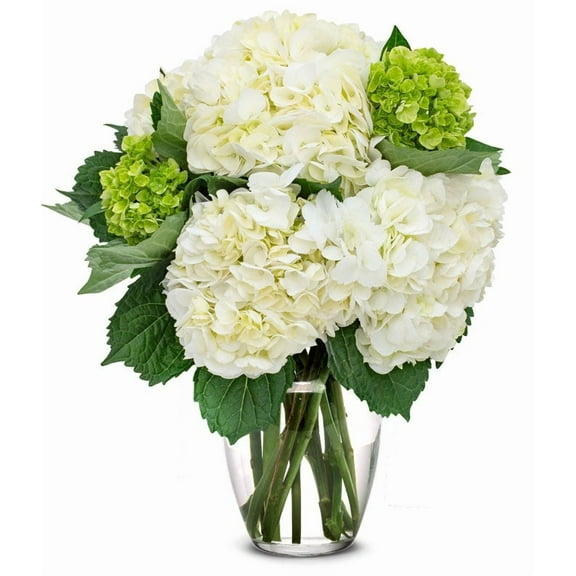 From You Flowers - White & Mini Green Hydrangea Bouquet for Birthday, Anniversary, Get Well, Congratulations, Thank You, All Occasions