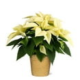 thumbnail image 1 of From You Flowers - White Poinsettia Plant (Fresh Plant), 1 of 1