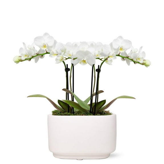 From You Flowers - White Sands Mini Orchid for Birthday, Anniversary, Get Well, Congratulations, Thank You, All Occasions