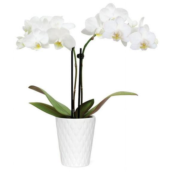 From You Flowers - Wistful White Mini Orchid for Birthday, Anniversary, Get Well, Congratulations, Thank You, All Occasions