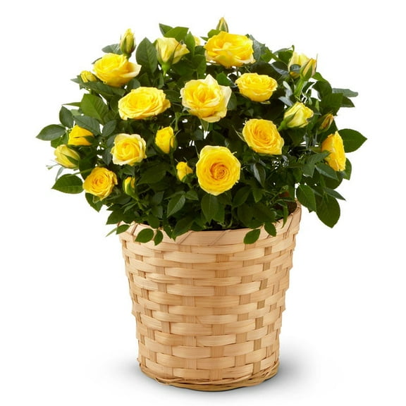 From You Flowers - Yellow Rose Plant for Birthday, Anniversary, Get Well, Congratulations, Thank You, All Occasions