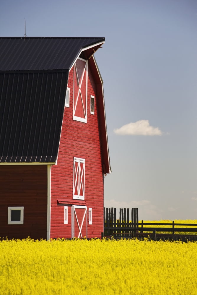 Front Of A Red Barn In A Flowering Canola Field With Blue Sky And Cloud South Of High River Alberta Canada Canvas Art - Michael Interisano  Design Pics (12 x 19)