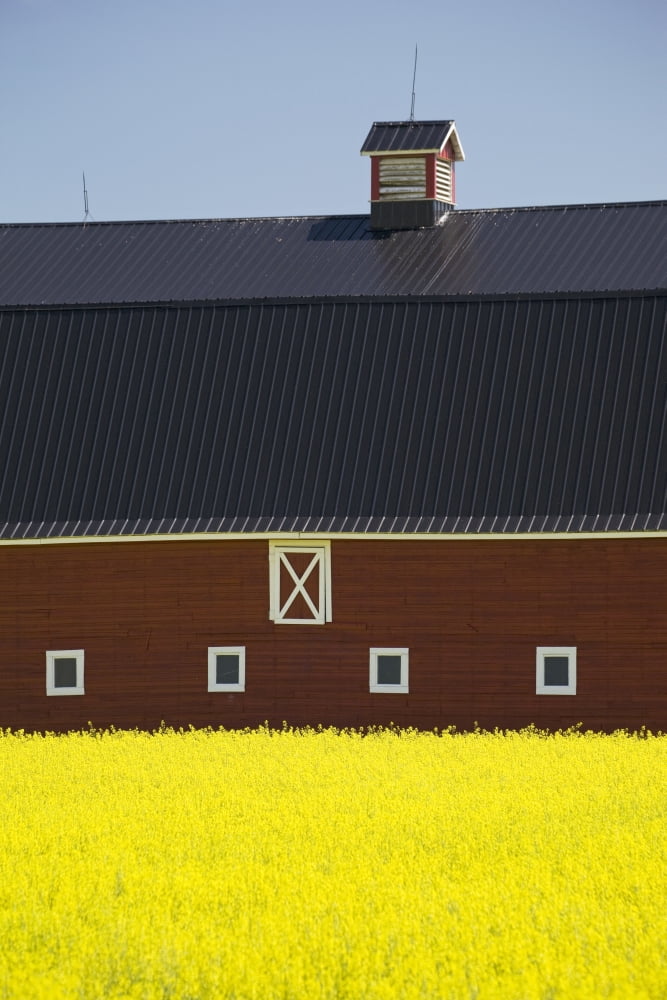 Front Of A Red Barn In A Flowering Canola Field With Blue Sky South Of High River Alberta Canada Canvas Art - Michael Interisano Design Pics (24 x 38)