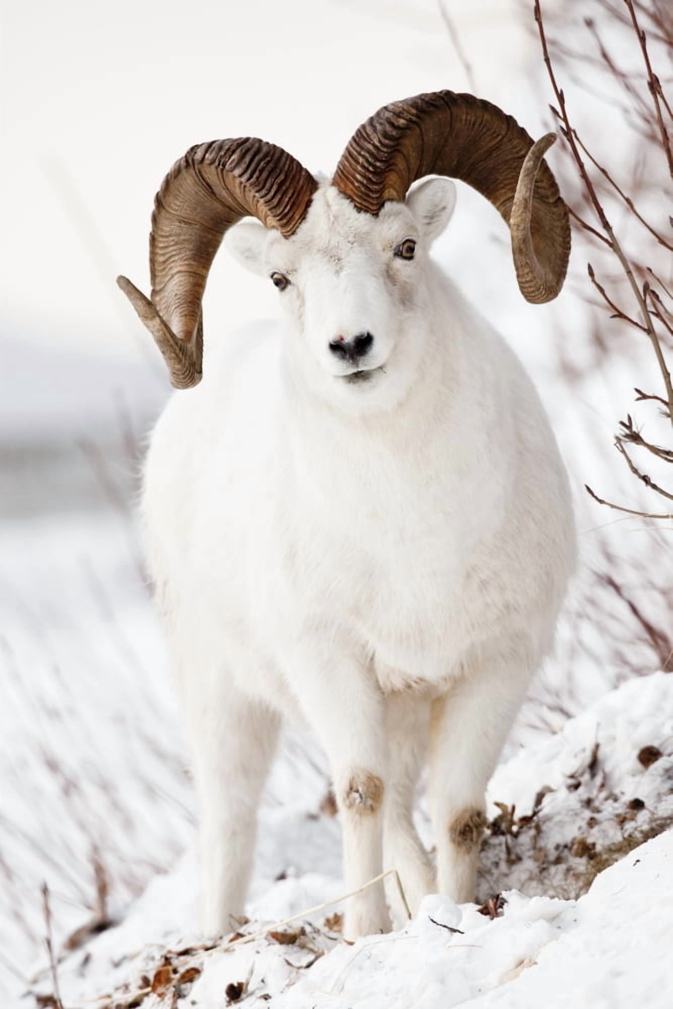 Front View Of A Full-Curl Dall Sheep Ram Chugach Mountains Southcentral Alaska Winter Canvas Art - Doug Lindstrand Design Pics (11 x 17)