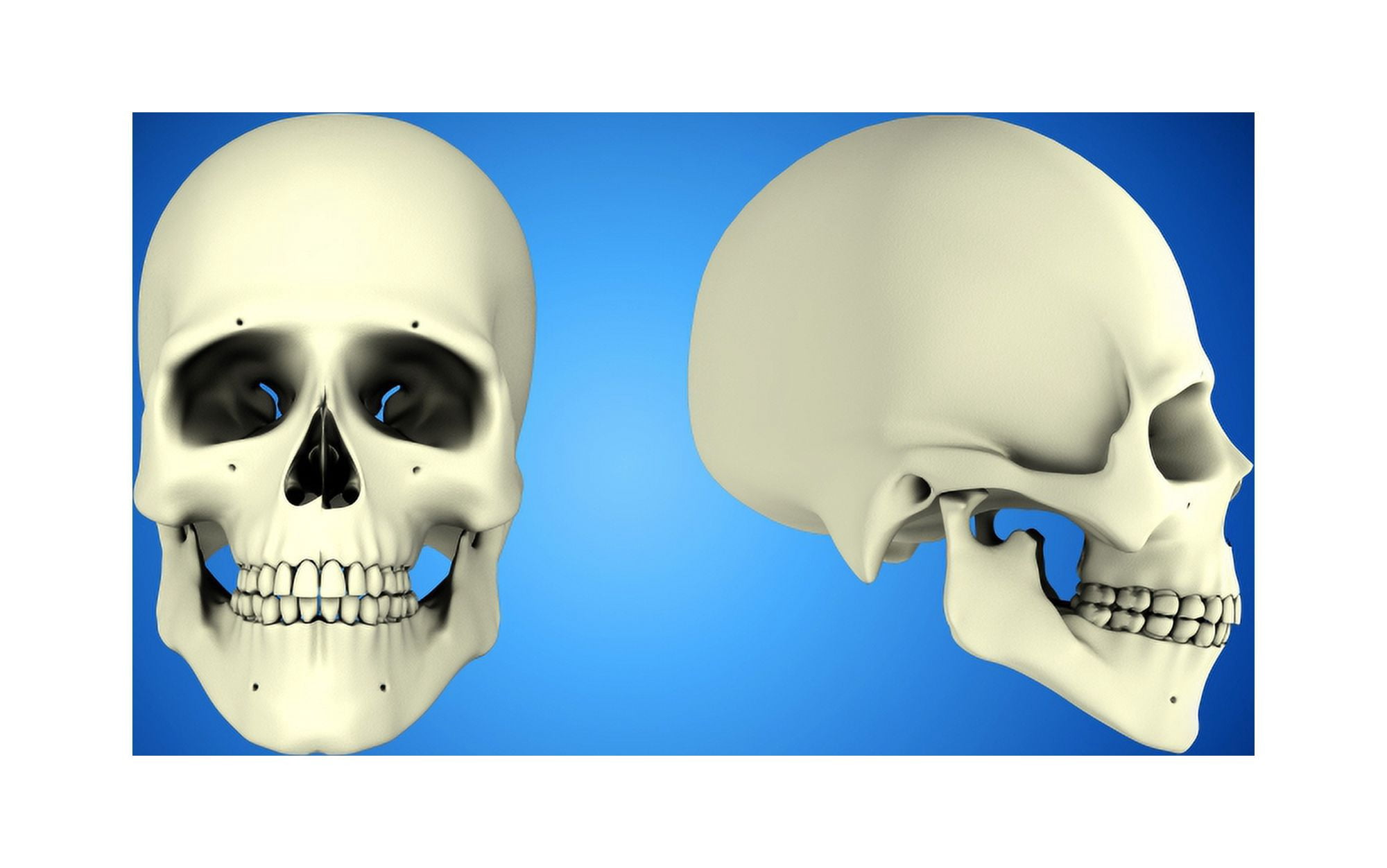 Front view and side view of human skull Canvas Art - Stocktrek Images (18 x 12)