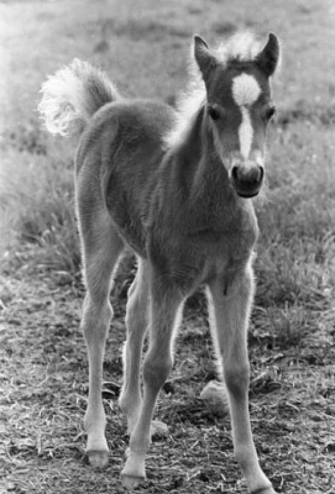 Front view of a foal standing Canvas Art - (24 x 36)