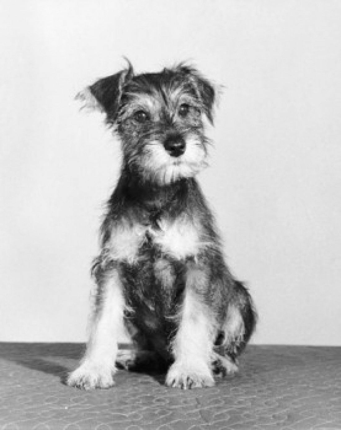 Front view of a puppy sitting Canvas Art - (18 x 24)