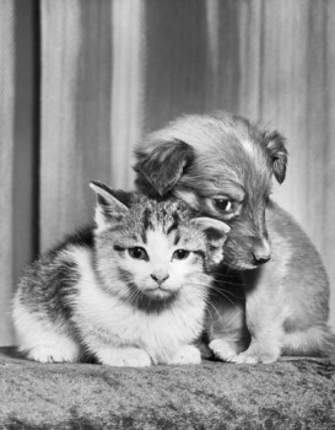 Front view of a puppy with a kitten Canvas Art - (18 x 24)