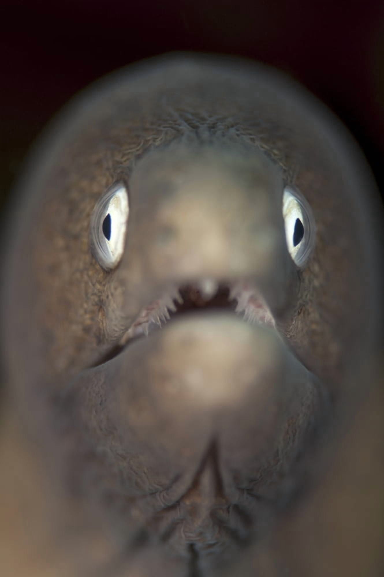 Front view of a white-eyed moray eel Canvas Art - Steve JonesStocktrek Images (12 x 17)