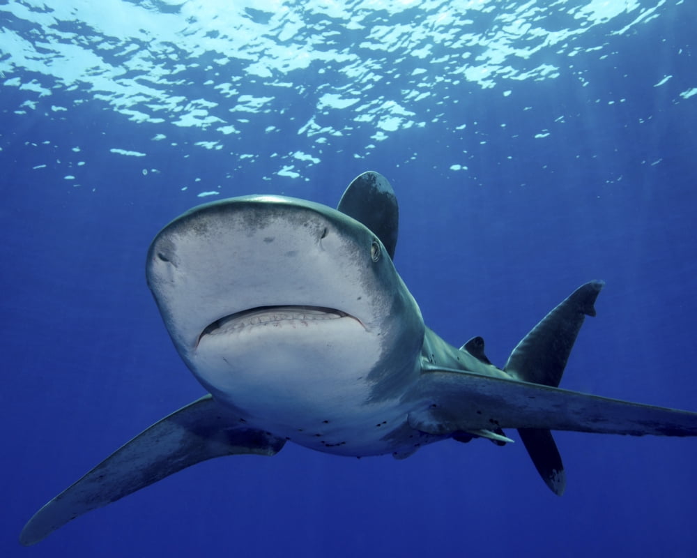 Front view of an oceanic whitetip shark Cat Island Bahamas Canvas Art - Brent BarnesStocktrek Images (16 x 13)