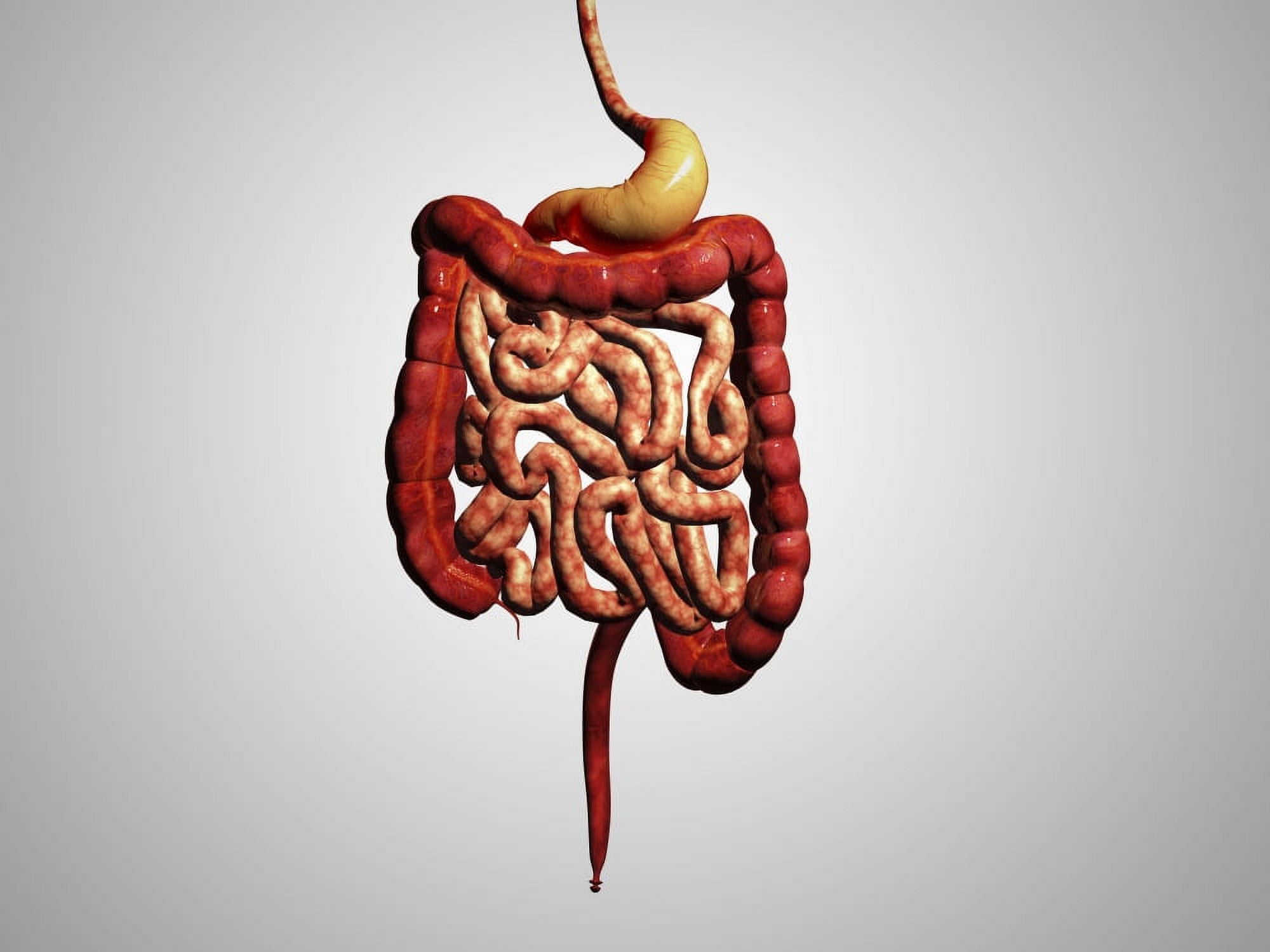 Front view of human digestive system Canvas Art - Stocktrek Images (17 x 13)