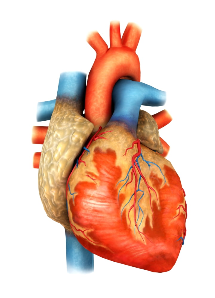Front view of human heart Canvas Art - Stocktrek Images (12 x 17)