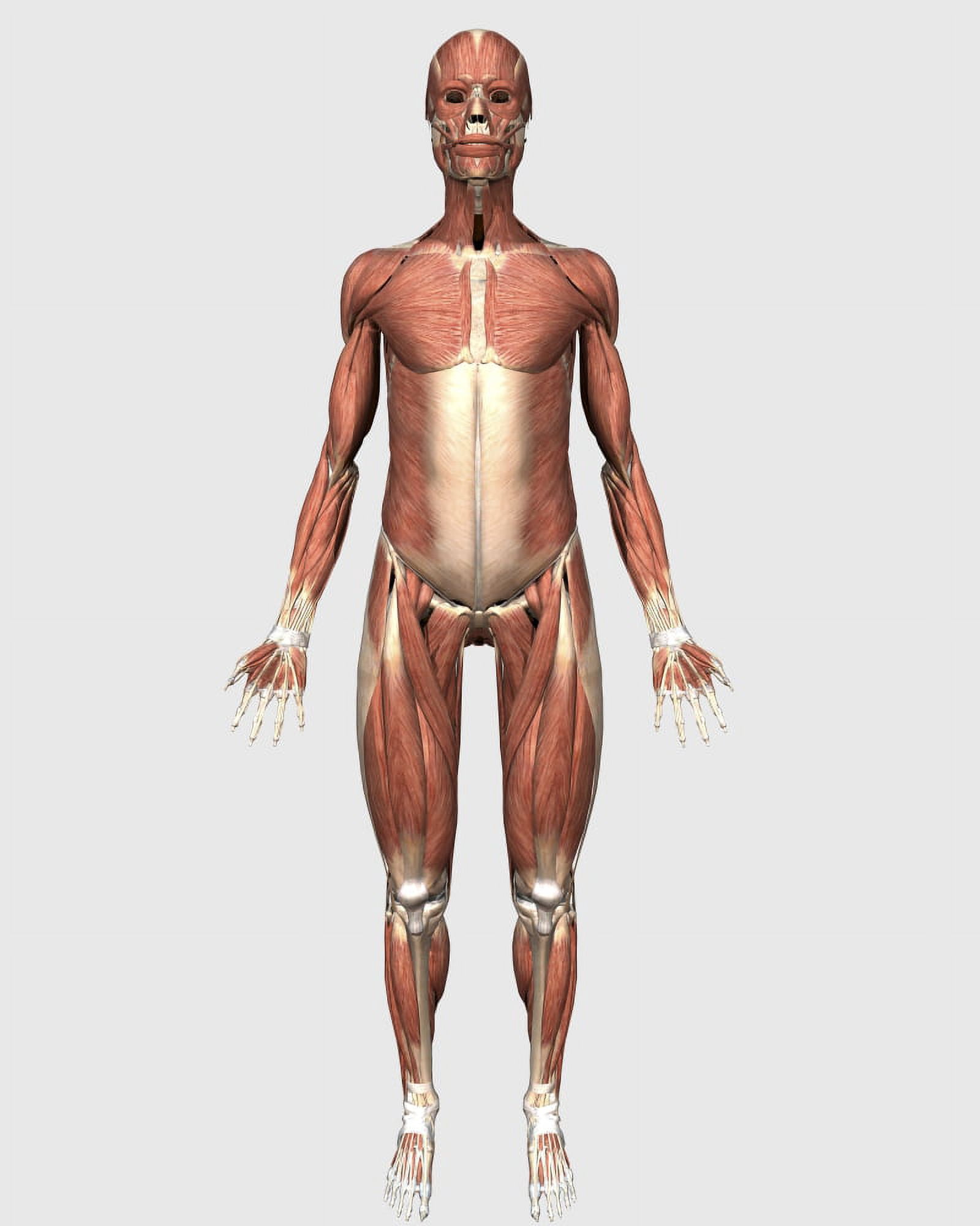 Front view of human muscular system Canvas Art - Stocktrek Images (13 x 16)