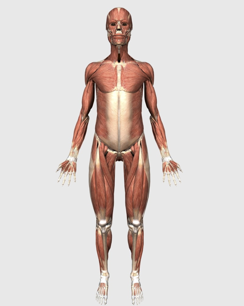 Front view of human muscular system Canvas Art - Stocktrek Images (26 x 32)
