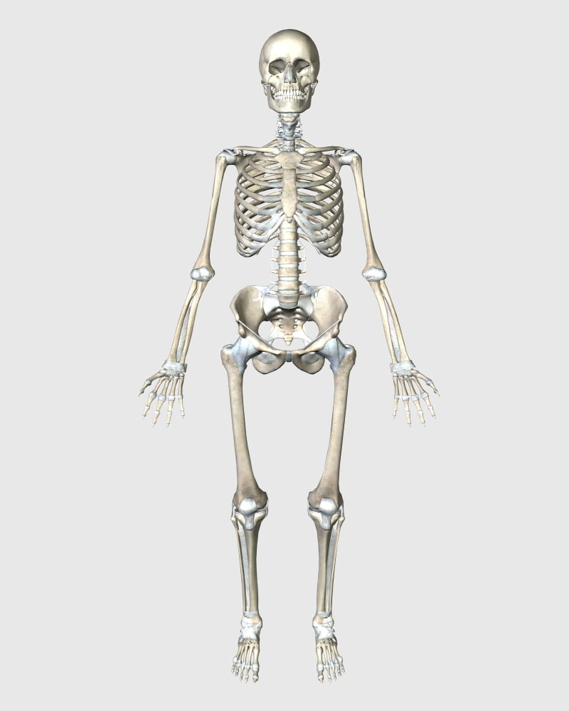 Front view of human skeletal system Canvas Art - Stocktrek Images (26 x 32)