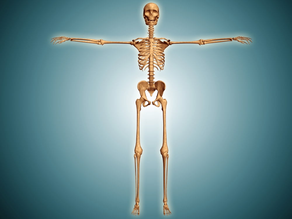 Front view of human skeletal system Canvas Art - Stocktrek Images (33 x 25)