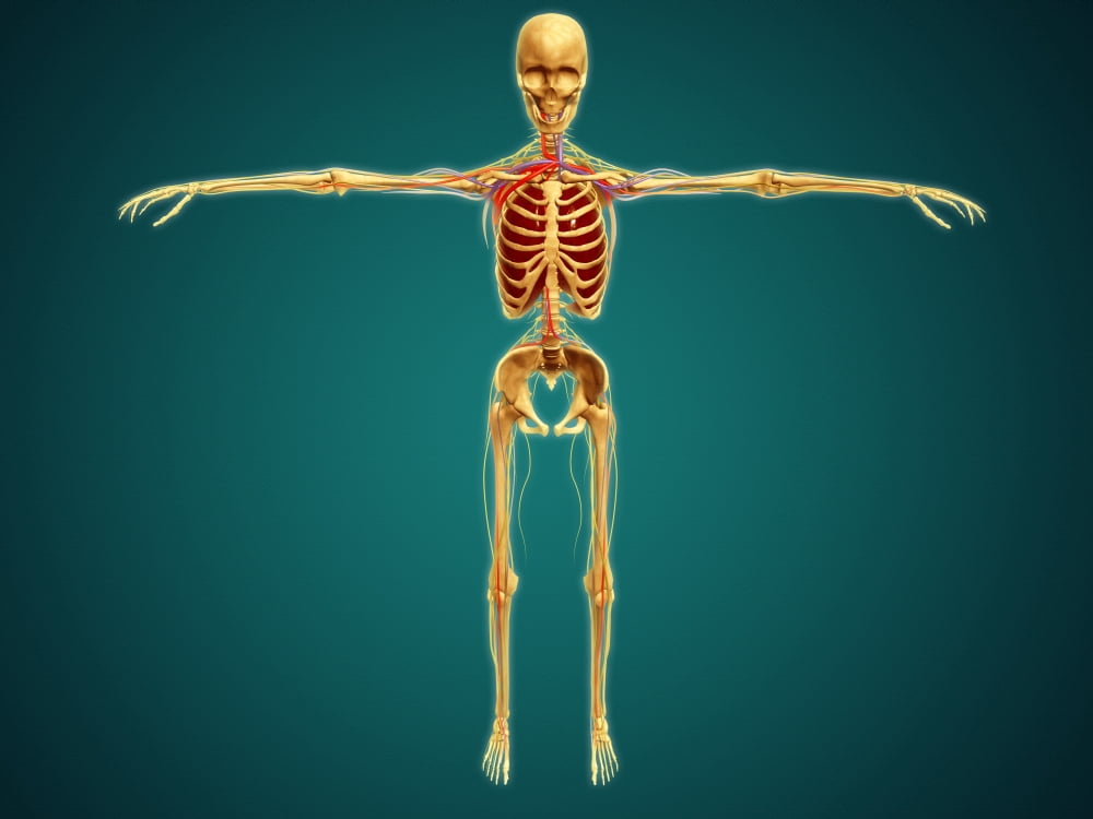 Front view of human skeleton with nervous system arteries and veins Canvas Art - Stocktrek Images (17 x 13)