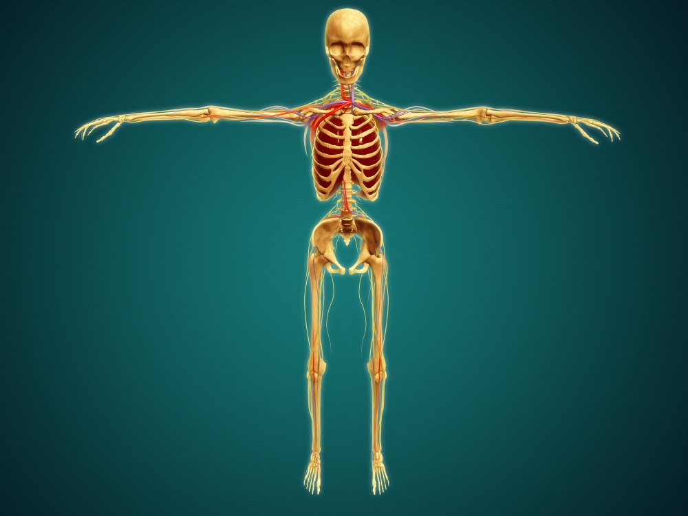 Front view of human skeleton with nervous system arteries and veins Canvas Art - Stocktrek Images (33 x 25)