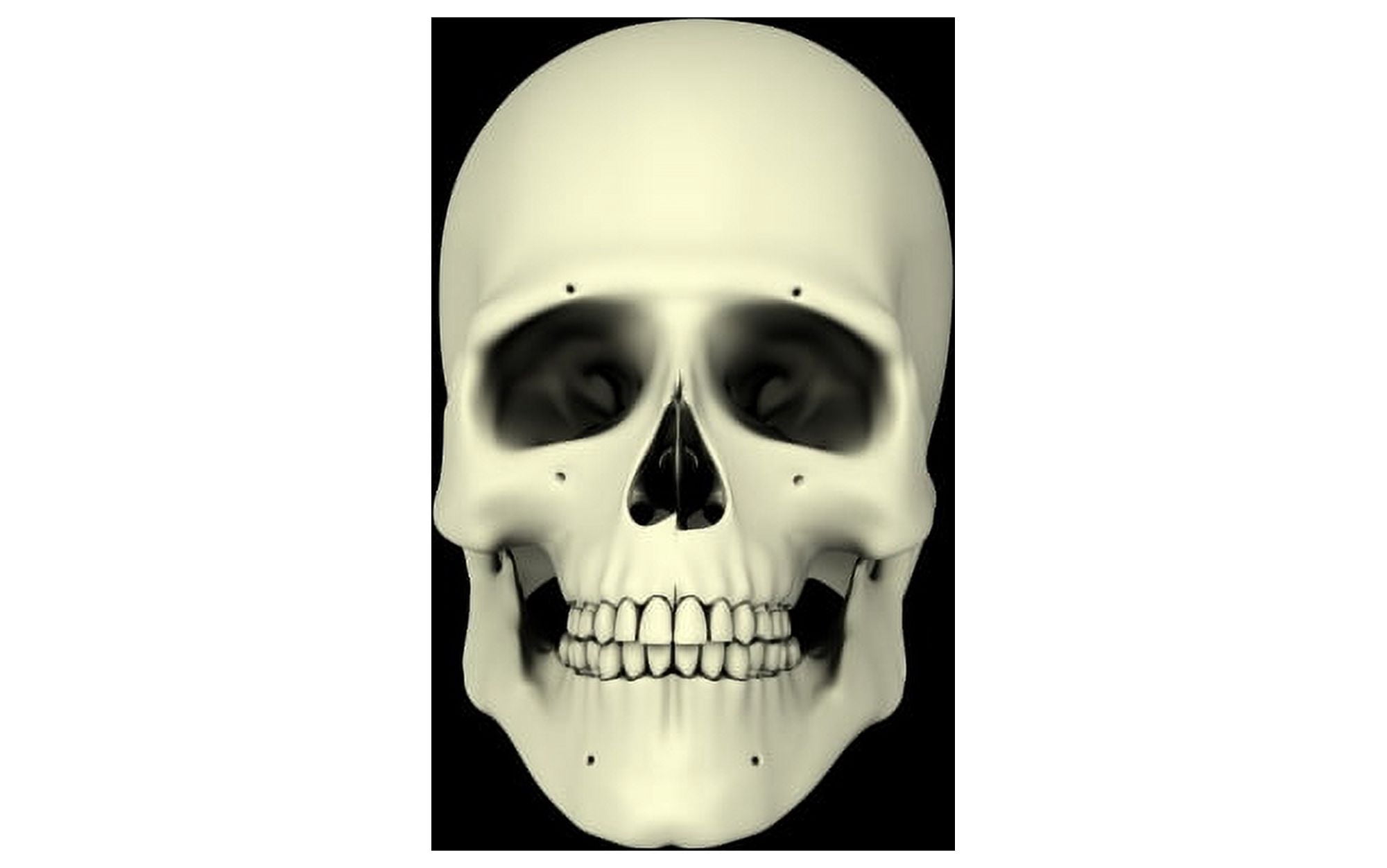 Front view of human skull Canvas Art - Stocktrek Images (18 x 12)