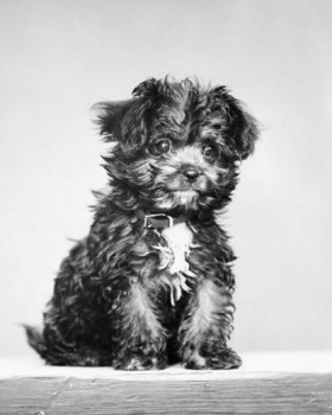 Front view of puppy sitting Canvas Art - (18 x 24)