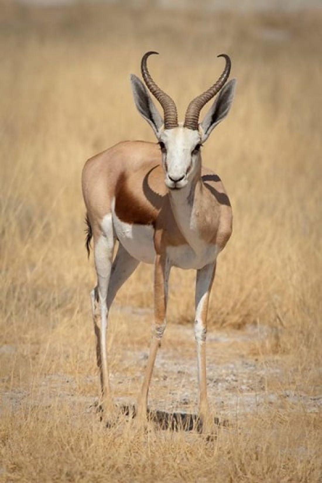 Front view of standing springbok Etosha National Park Namibia Africa Canvas Art - Jaynes Gallery DanitaDelimont (23 x 34)