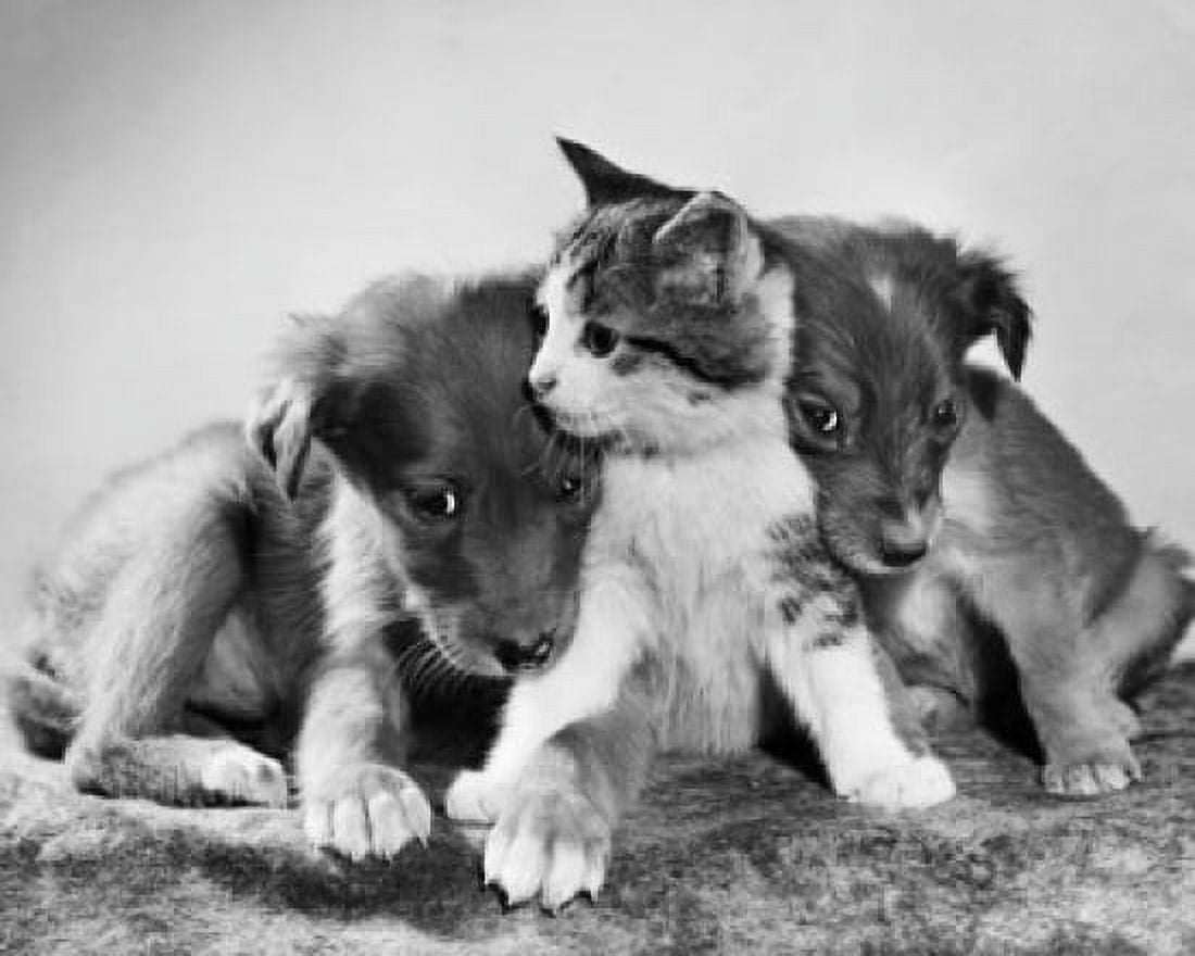 Front view of two puppies with a kitten Canvas Art - (24 x 36)