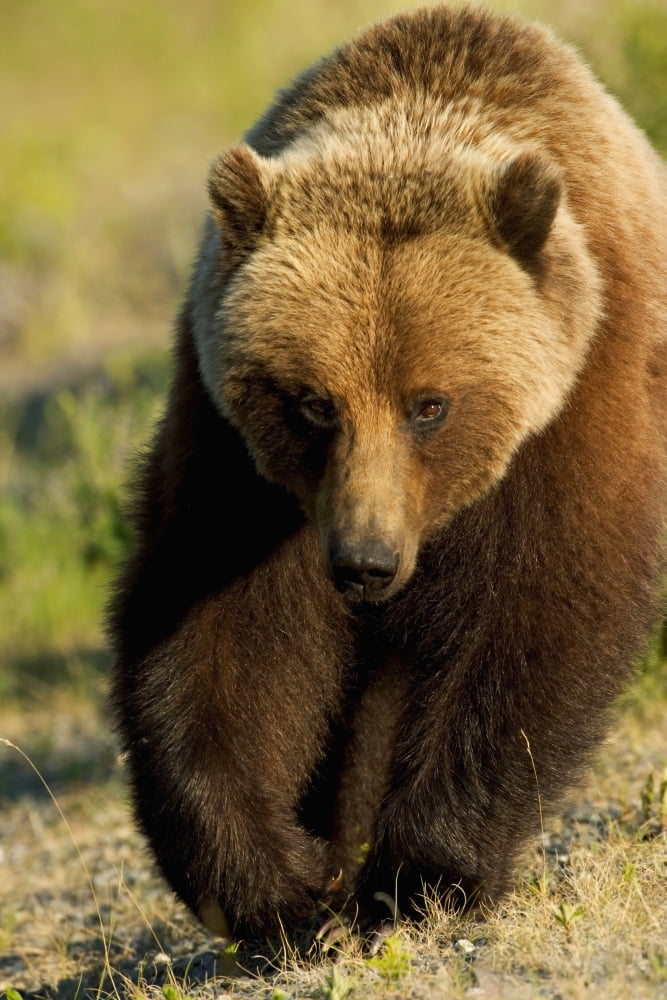 Frontal View Of Grizzly Walking In Meadow Canada Spring Yukon Territory Alsek-Tatshenshini Wilderness Area Canvas Art - John Hyde Design Pics (12 x 18)