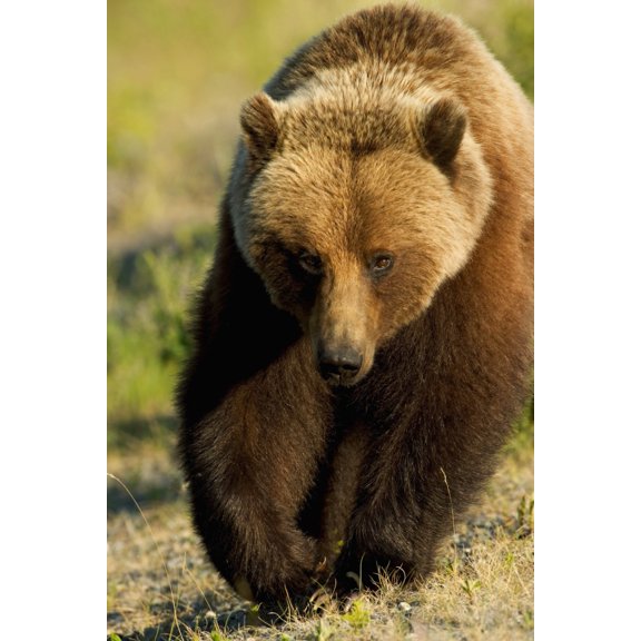Frontal View Of Grizzly Walking In Meadow Canada Spring Yukon Territory Alsek-Tatshenshini Wilderness Area Canvas Art - John Hyde Design Pics (24 x 36)