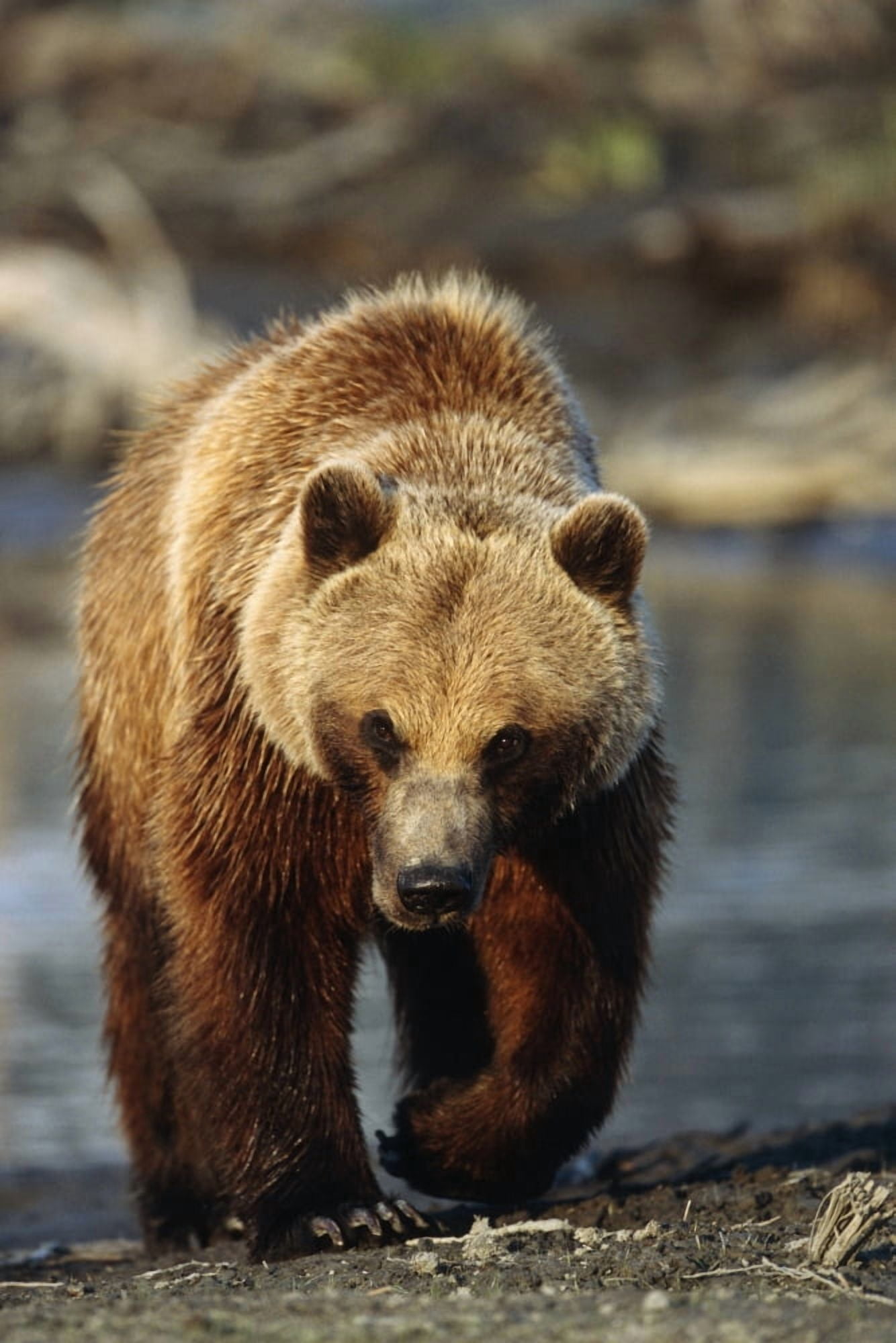 Frontal View Of Brown Bear Sc Alaska Summer Captive Big Game Alaska Canvas Art - Calvin Hall Design Pics (11 x 17)