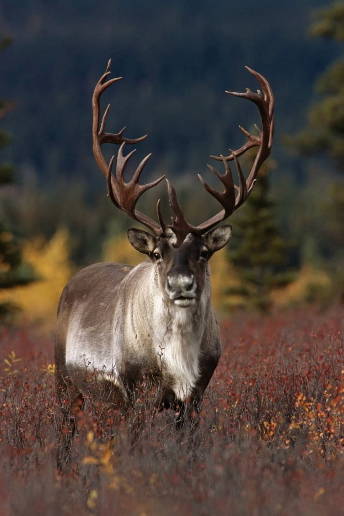 Frontal View Of Large Caribou Bull In Denali National Park Interior Alaska Autumn Canvas Art - Doug Lindstrand Design Pics (22 x 34)