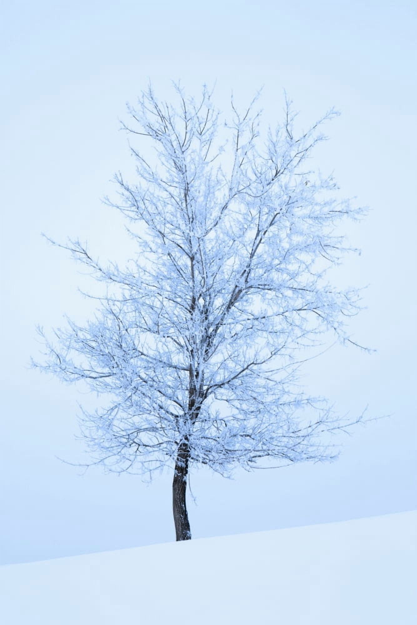Frost And Snow Cover An Oak Tree Calgary Alberta Canada Canvas Art - Michael Interisano Design Pics (12 x 19)