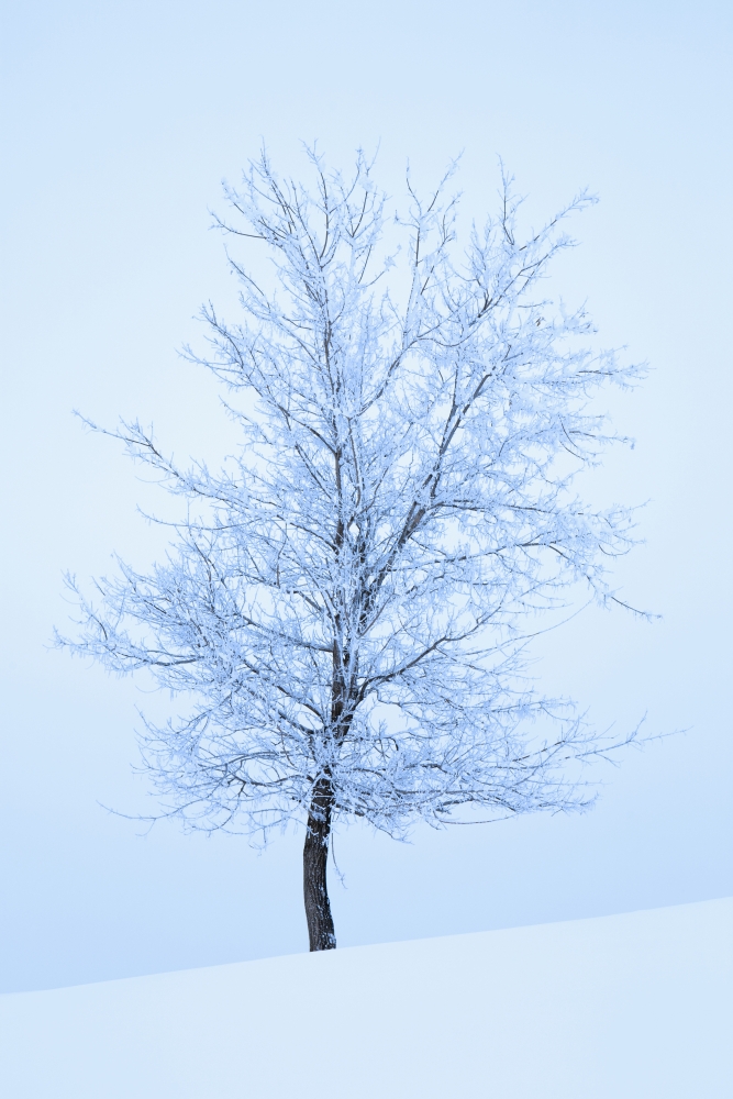 Frost And Snow Cover An Oak Tree Calgary Alberta Canada Canvas Art - Michael Interisano Design Pics (24 x 38)