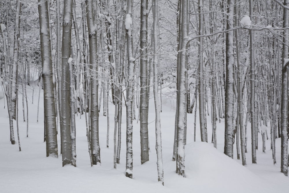 Frost And Snow-Covered Bare Trees In Forest In Winter Eastern Townships Quebec Canvas Art - Perry Mastrovito Design Pics (34 x 22)