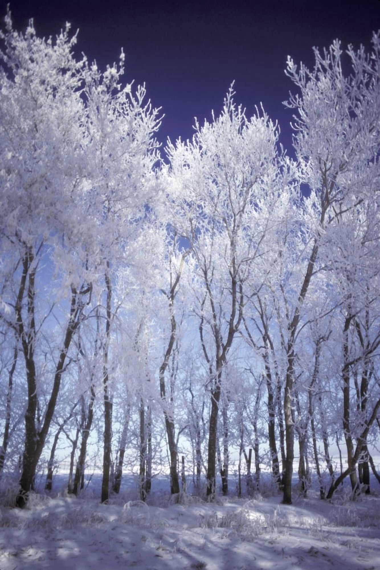 Frost And Snow Covered Trees Canvas Art - Don Hammond Design Pics (11 x 17)