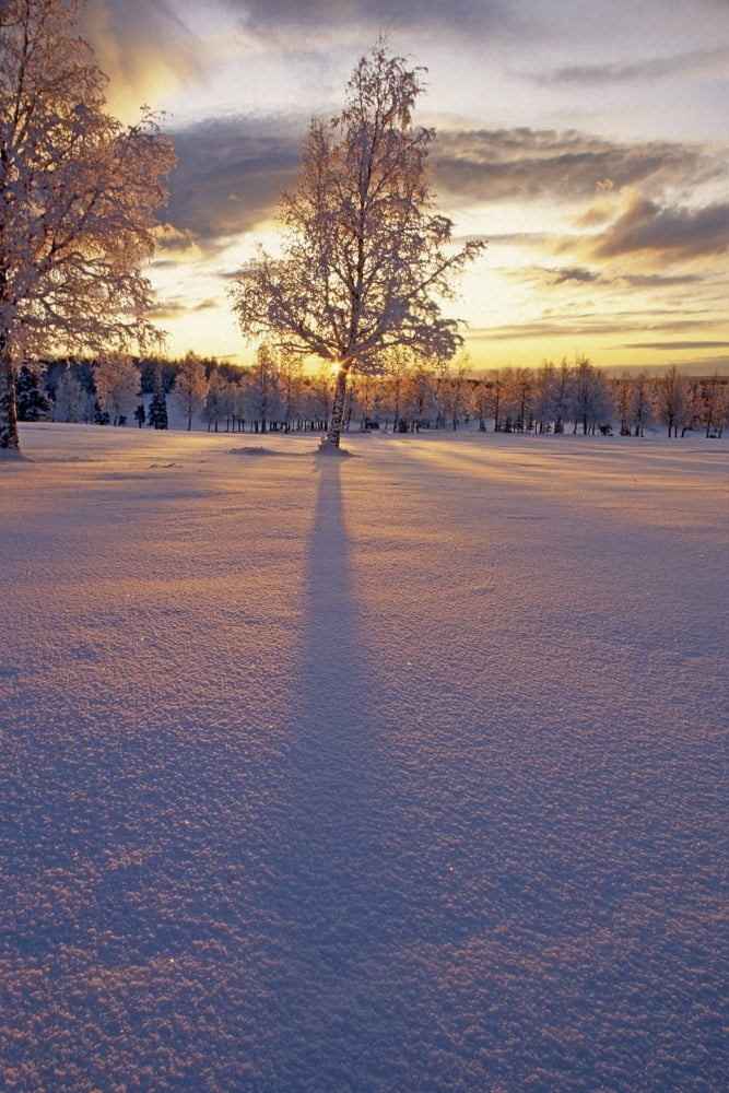 Frost Covered Birch Tree Sunset Arctic Valley Sc Ak Canvas Art - Michael DeYoung Design Pics (11 x 17)