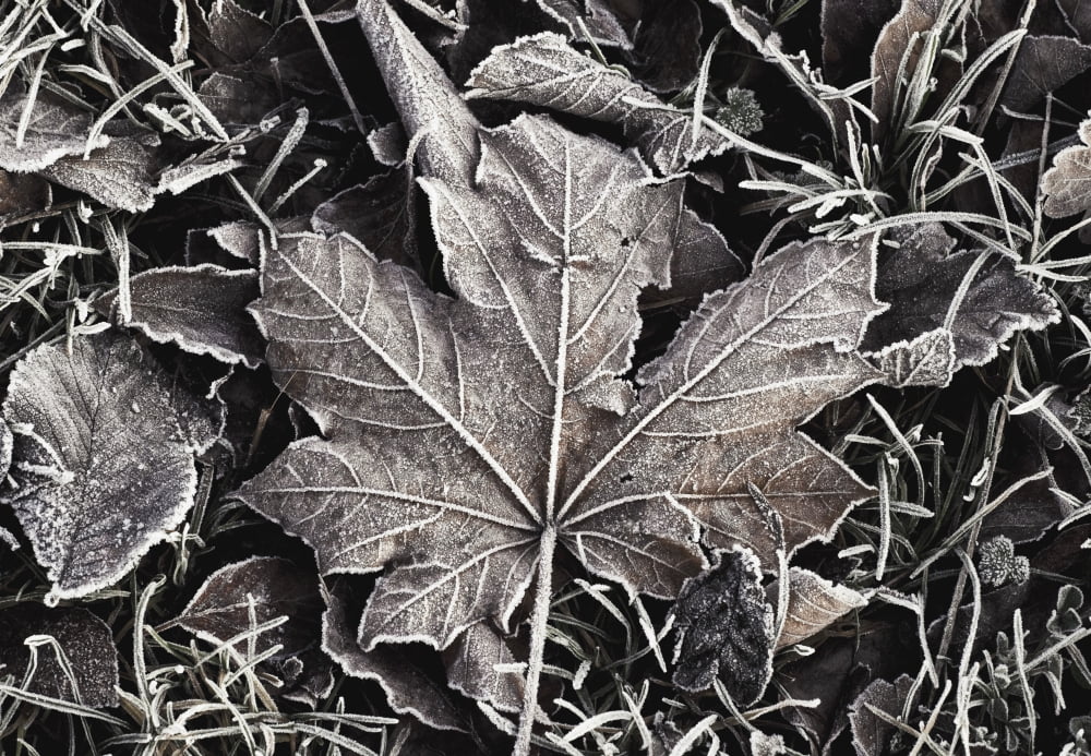 Frost Covered Leaves Canvas Art - Peter McCabe Design Pics (18 x 12)