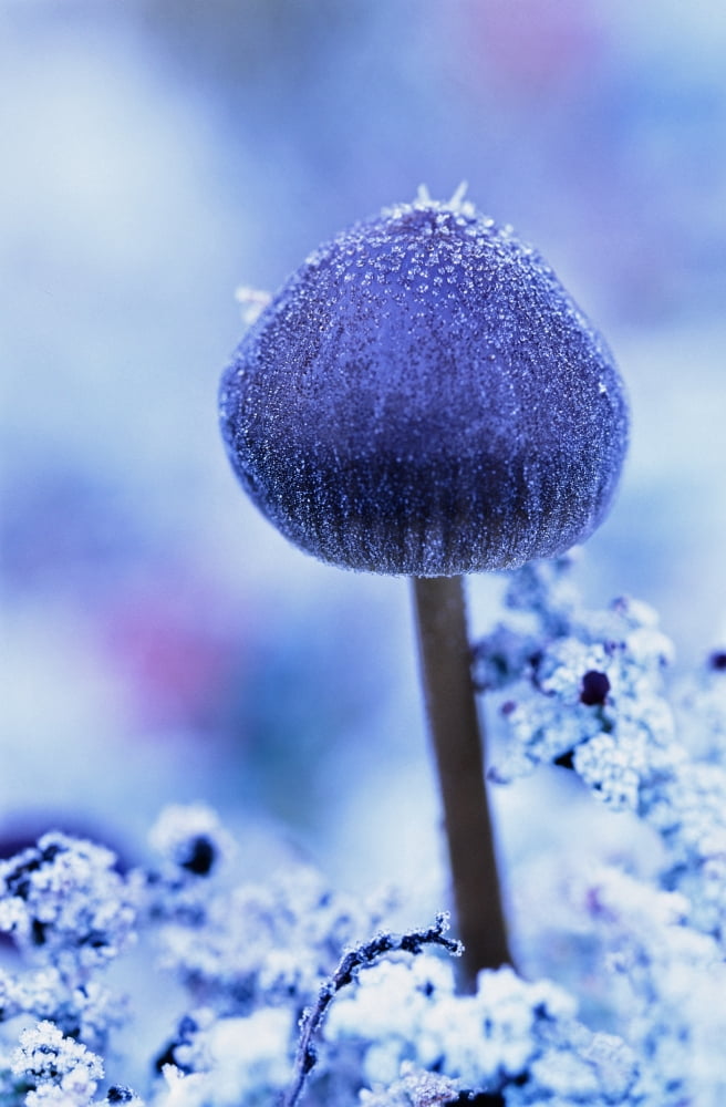 Frost Covered Mushroom North Canol Road Yukon Canvas Art - Robert Postma Design Pics (22 x 36)