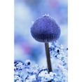 thumbnail image 1 of Frost Covered Mushroom, North Canol Road, Yukon Poster Print (22 x 36), 1 of 3