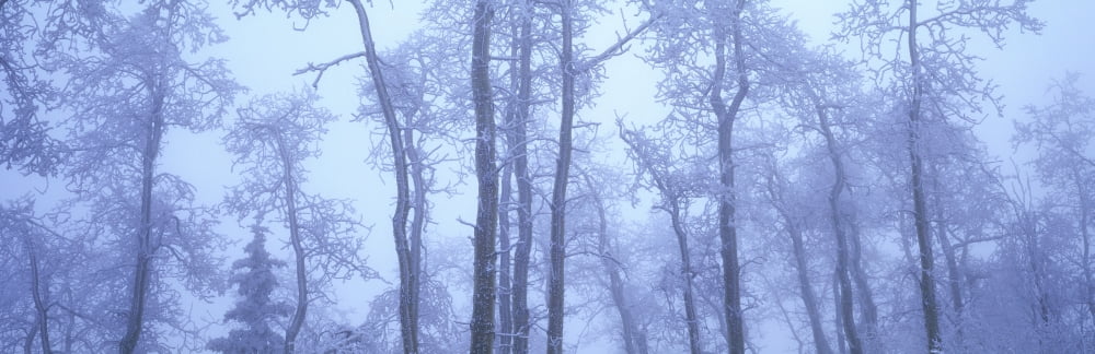 Frost Covered Trees In Fog Alaska Highway British Columbia Canada Canvas Art - David Nunuk Design Pics (35 x 11)