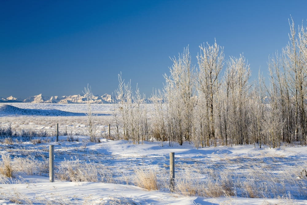 Frost-Covered Trees In Snowy Field Cochrane Alberta Canada Canvas Art - Michael Interisano Design Pics (19 x 12)
