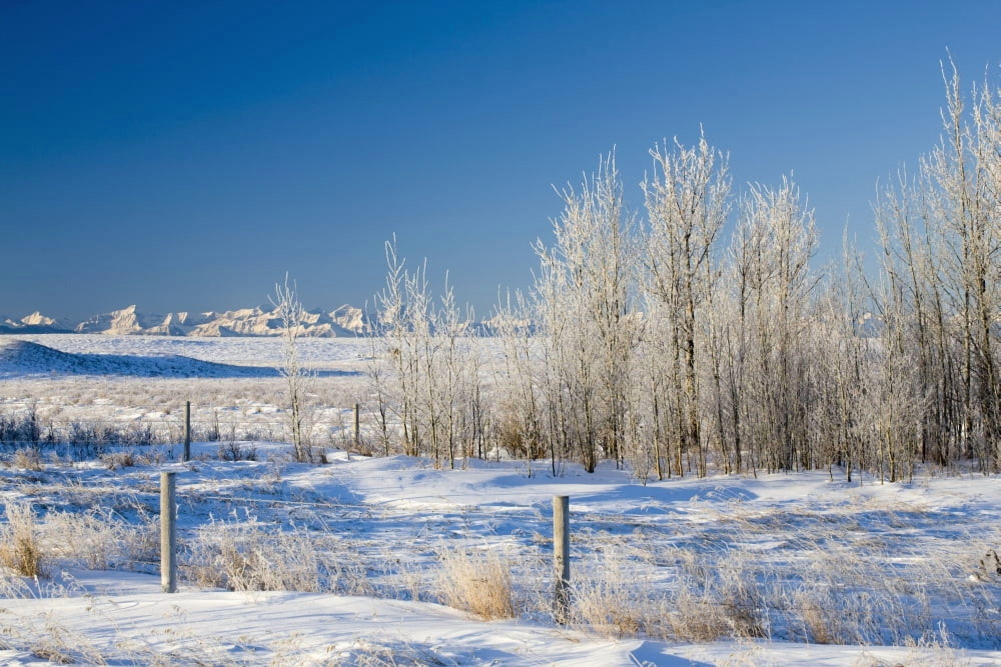 Frost-Covered Trees In Snowy Field Cochrane Alberta Canada Canvas Art - Michael Interisano Design Pics (38 x 24)