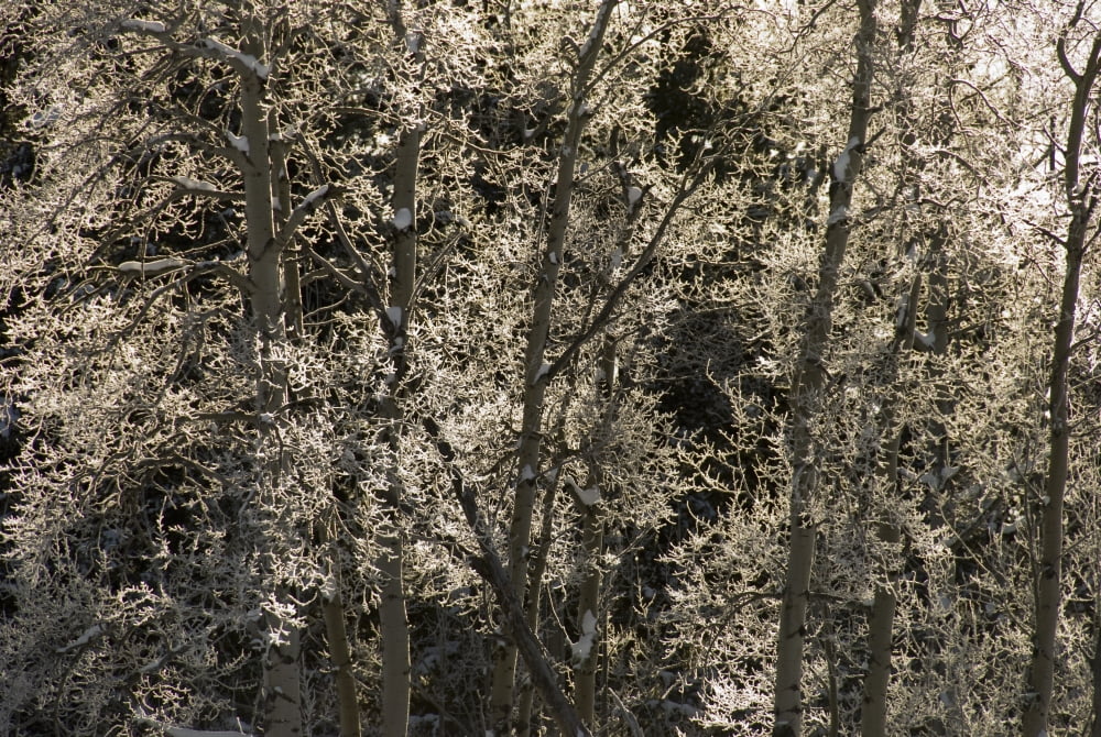 Frost Covered Trees In The Canadian Rockies Bragg Creek Alberta Canada Canvas Art - Philippe Widling Design Pics (18 x 12)