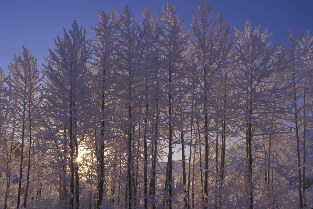 Frost Covered Trees Winter Scenic Sc Ak Canvas Art - Danny Daniels Design Pics (17 x 11)