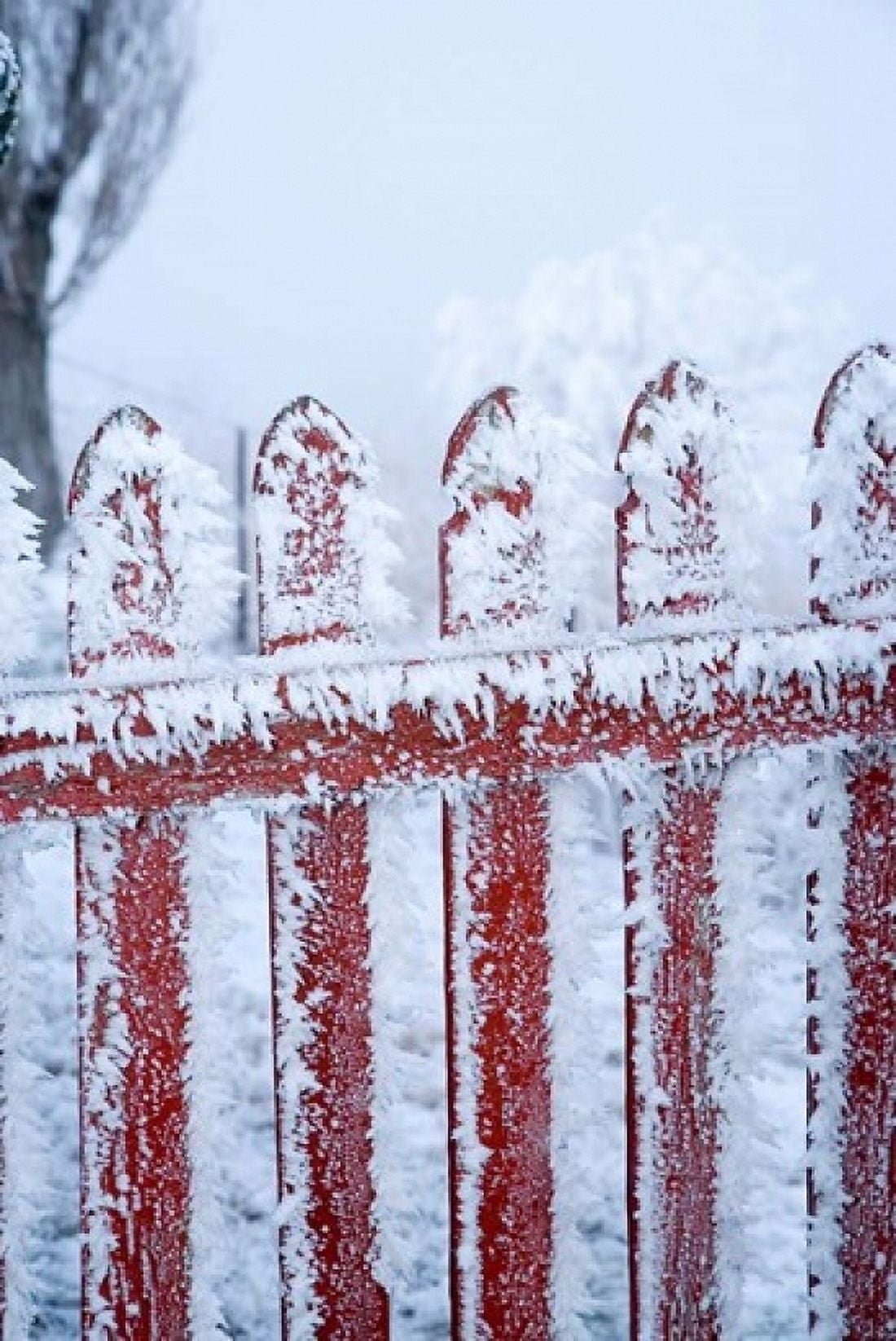 Frost on Gate Mitchells Cottage and Hoar Frost Fruitlands near Alexandra Central Otago South Island New Zealand Canvas Art - David Wall DanitaDelimont (11 x 17)