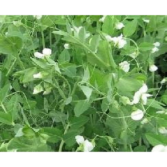 Frost Master Winter Pea Seed - 10 Lbs.