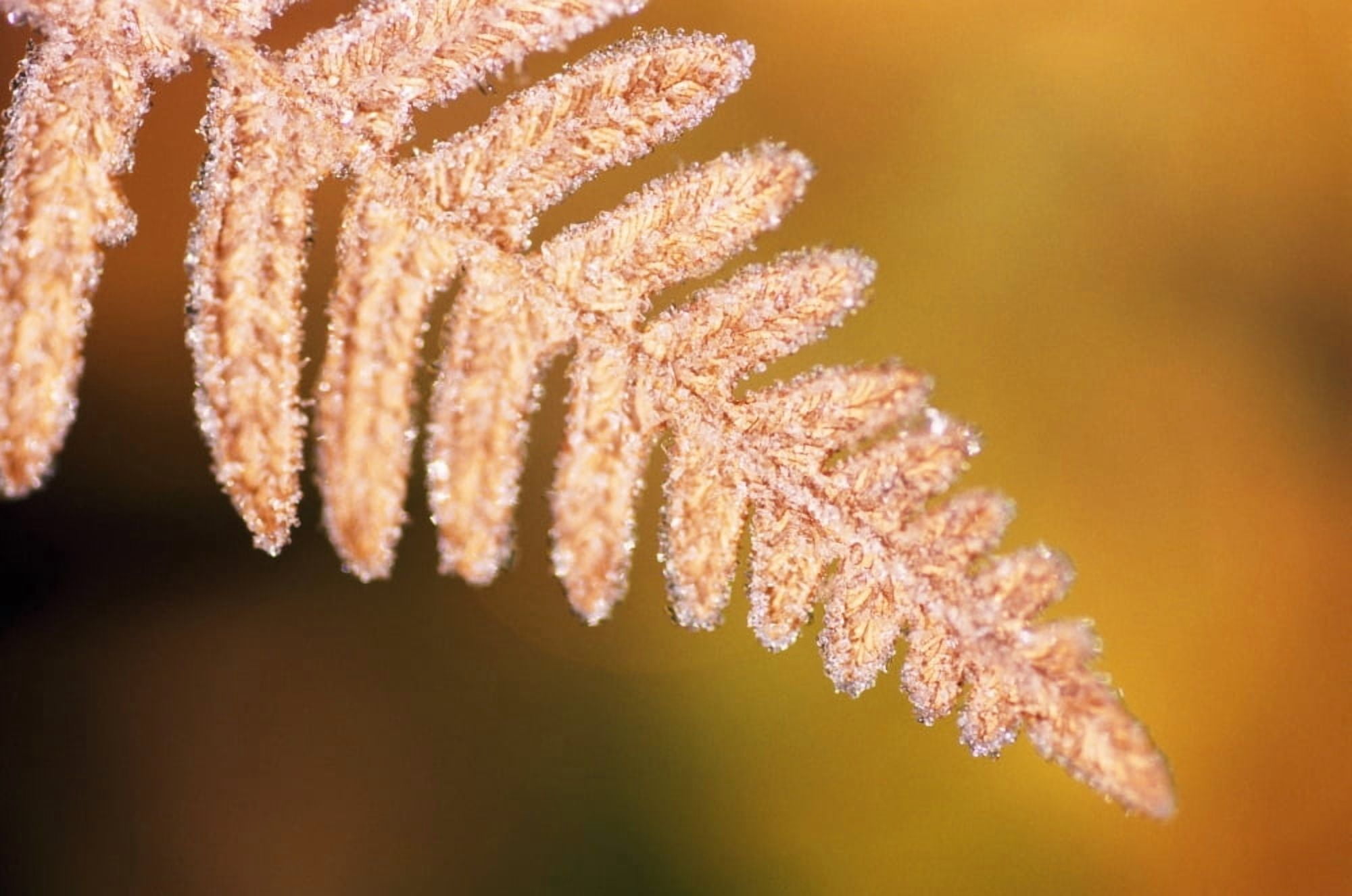 Frost On A Fern Leaf Canvas Art - Natural Selection Craig Tuttle Design Pics (18 x 12)