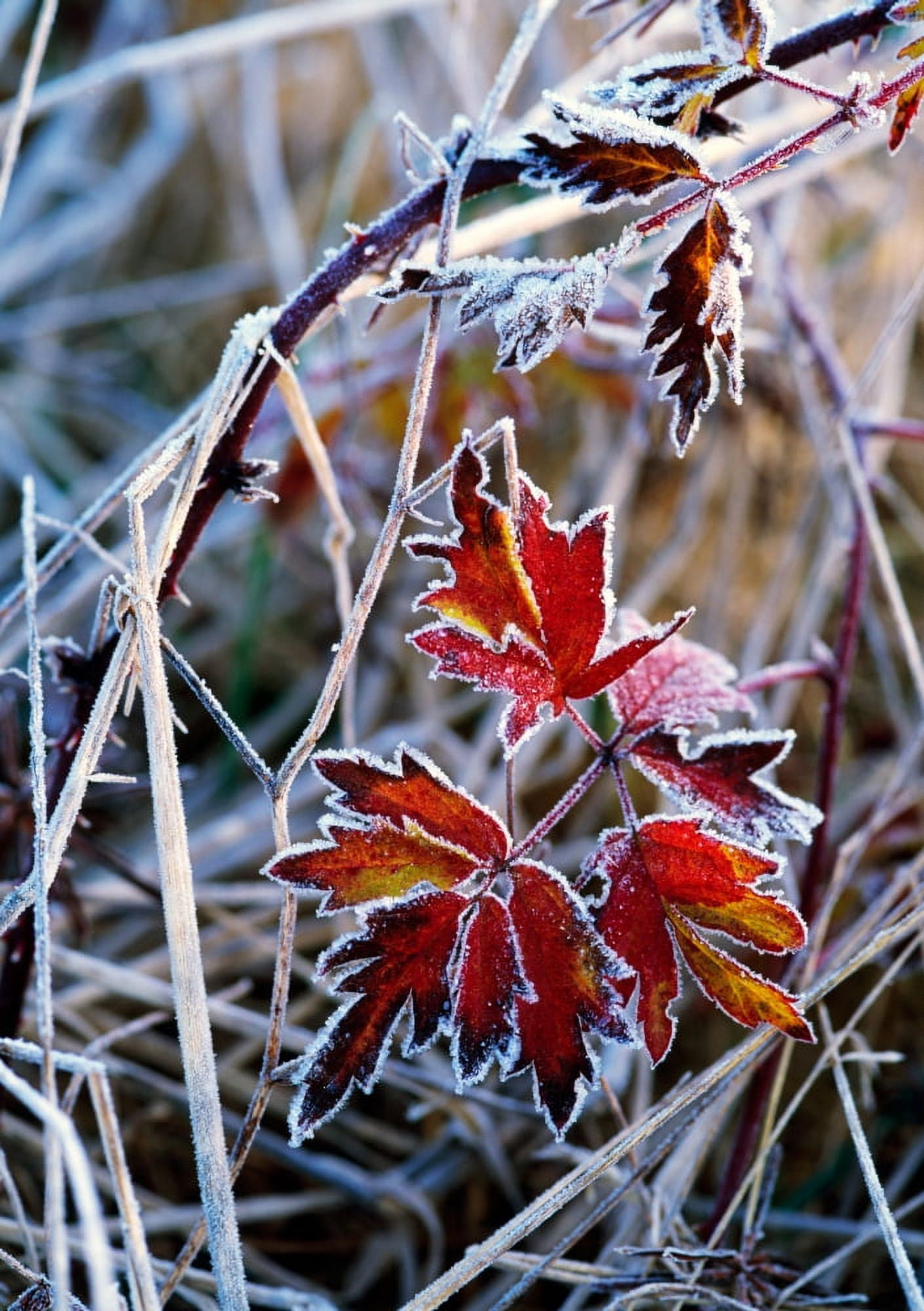 Frost On Autumn Color Evergreen Blackberry Bush Leaves Canvas Art - Panoramic Images (18 x 24)