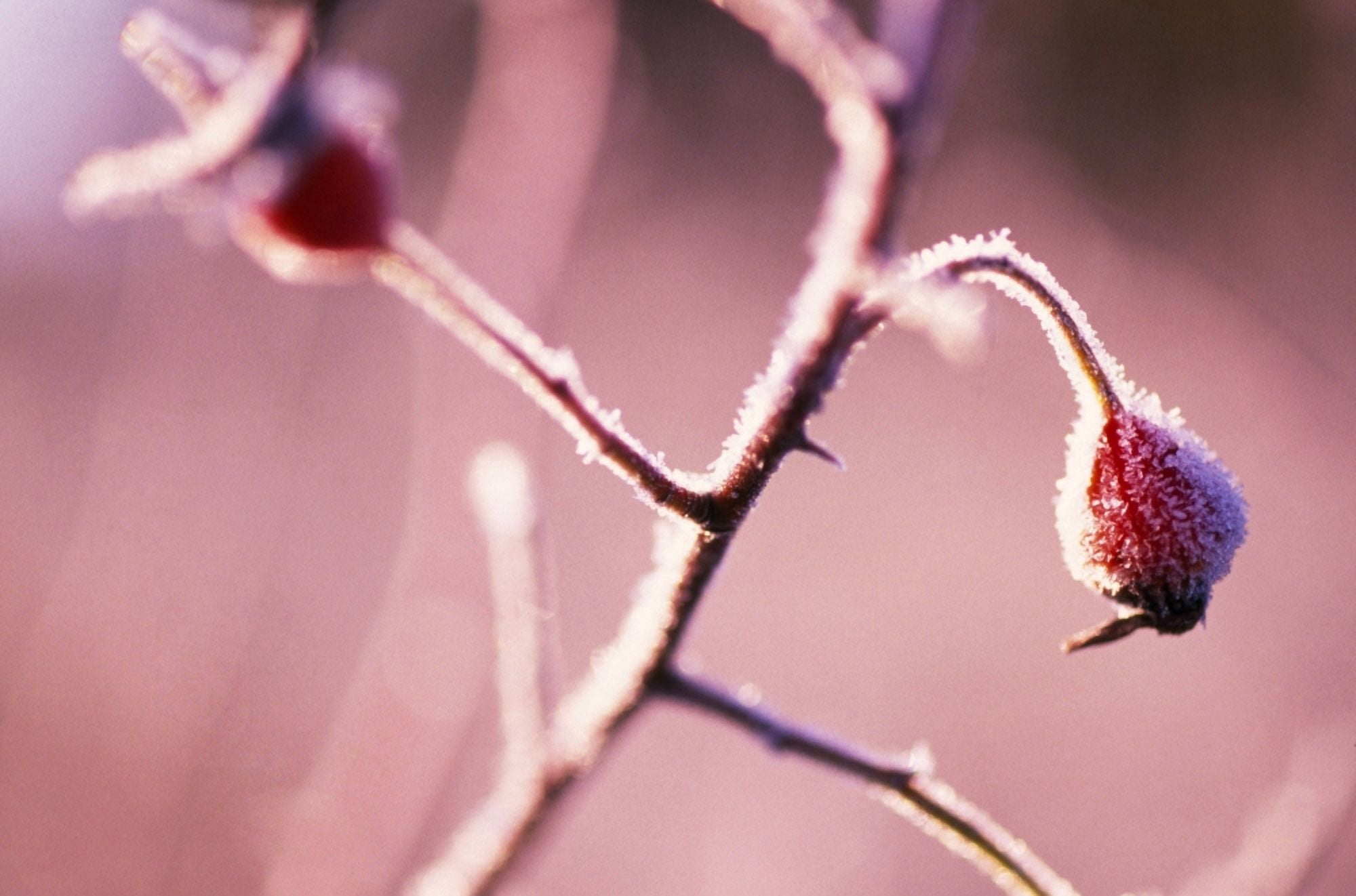 Frost On Bushes Canvas Art - Natural Selection Craig Tuttle Design Pics (36 x 24)